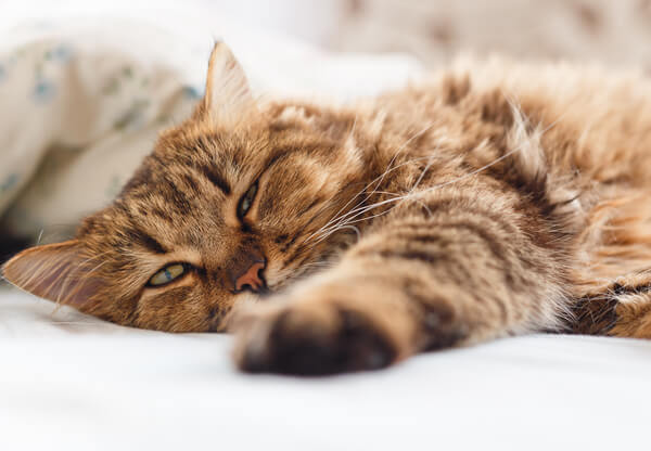 13-signs-your-cat-may-be-sick