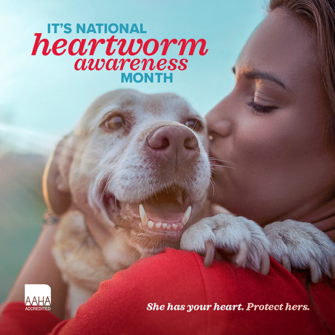 insta-heartworm-awareness-month