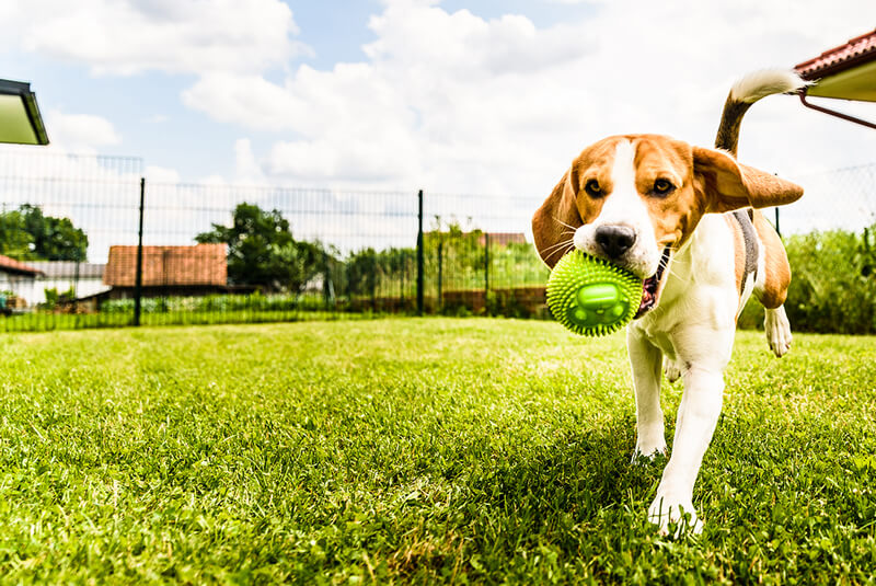 beagle-dog-running