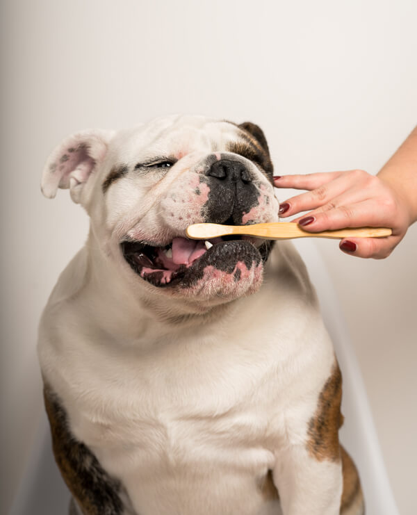 bulldog-teeth-cleaning