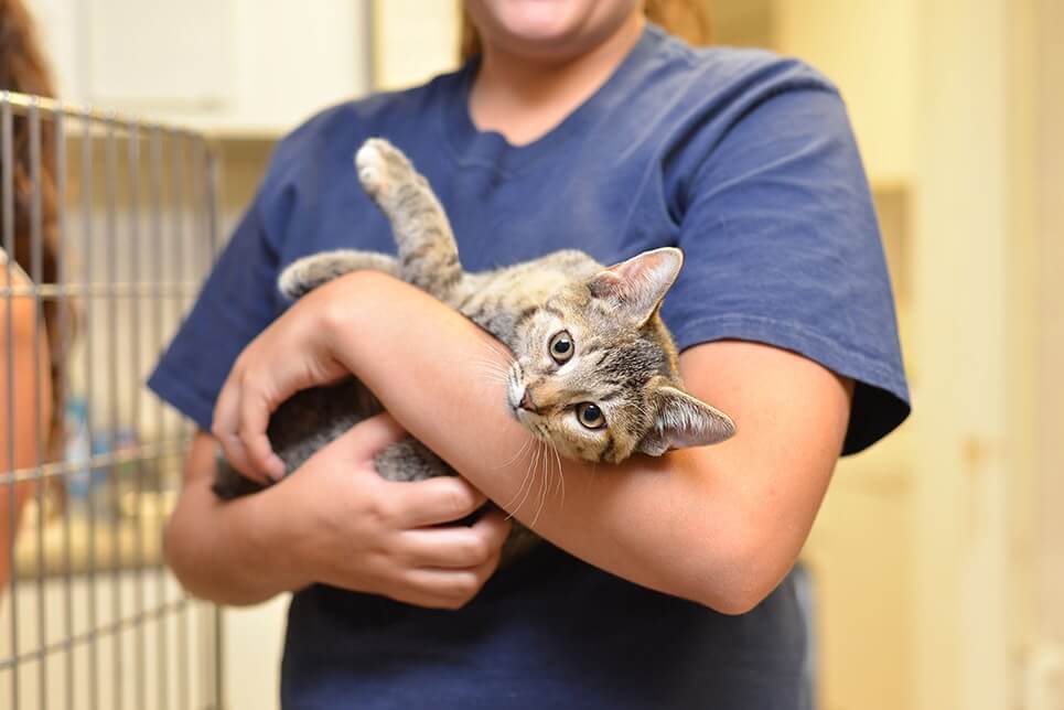 cat-at-shelter-with-man-go