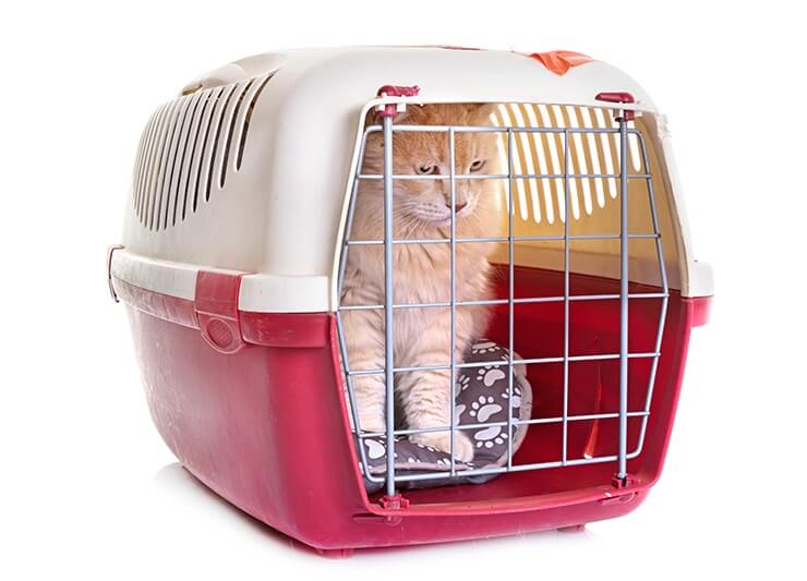 cat-in-kennel