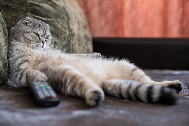 cat-lazy-tv