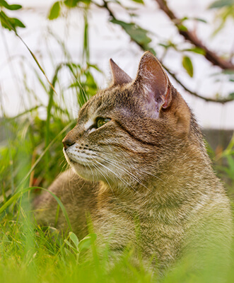 cat-outdoor