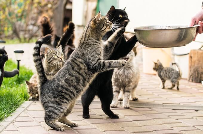 cats-food-bowl-outdoor-GO