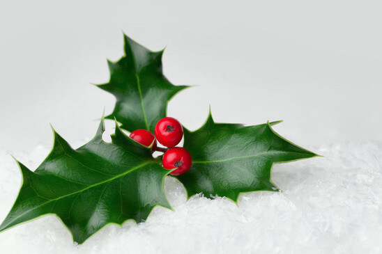 christmas-holly-leaf-with-red-berries-danger-pets