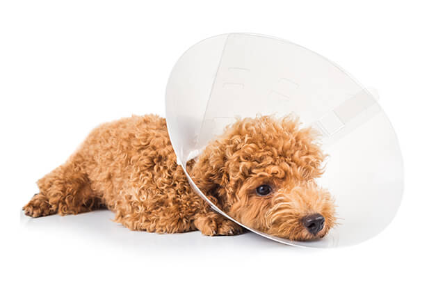 4 Dog Cone Alternatives That Actually Work