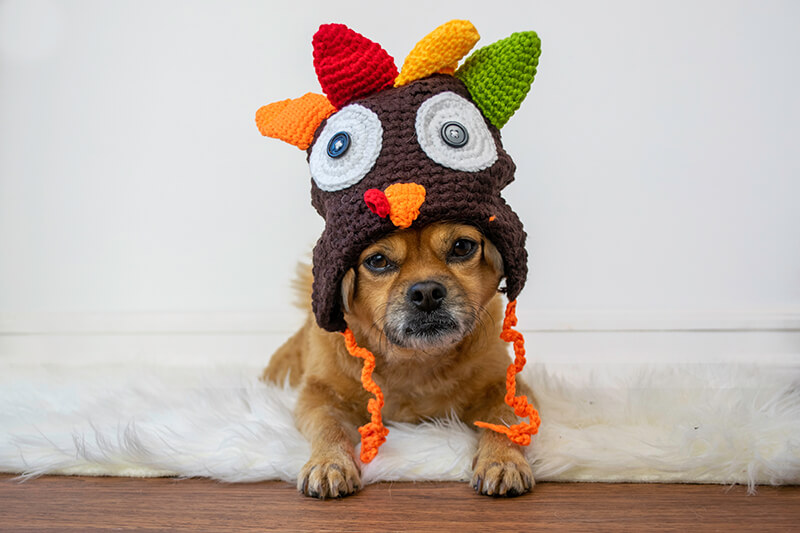 cute-dog-in-turkey-thanksgiving-hat