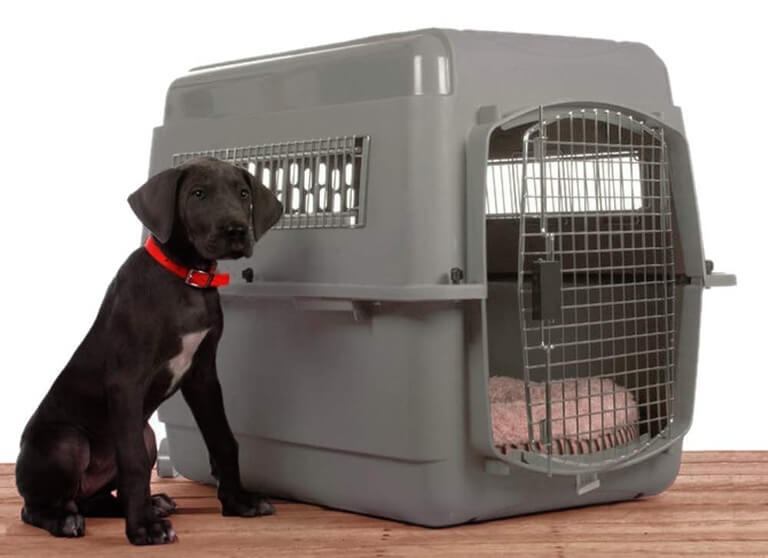 dog-kennel-usda