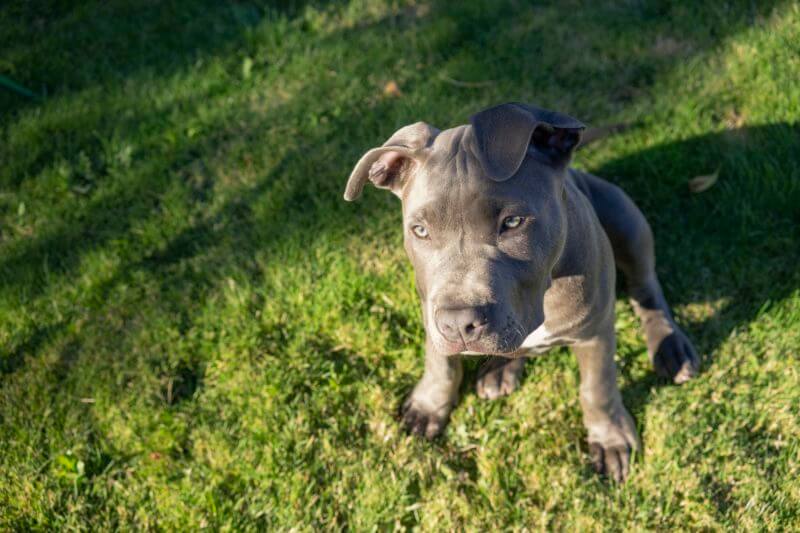 dramatic-late-afternoon-sunlight-hits-one-eye-pit-bull-puppy