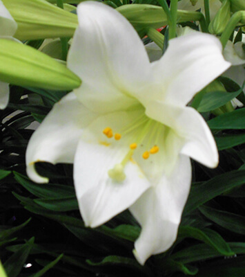 easter-lily