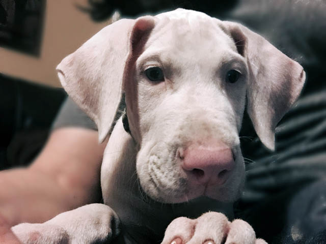 glenoak-great-dane