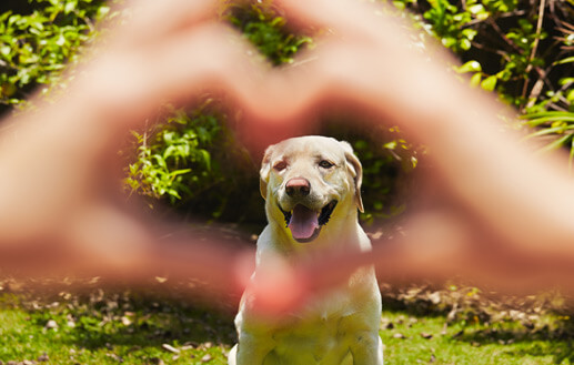 keep-pets-safe-in-summer-heat