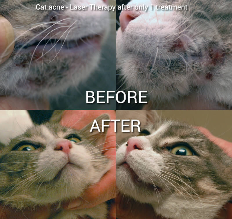 laser-therapy-cat-acne