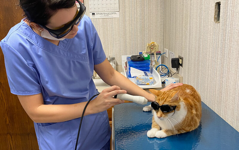 laser-treatment-cat-glen-oak-animal