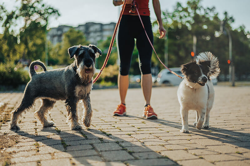 leashed-dogs