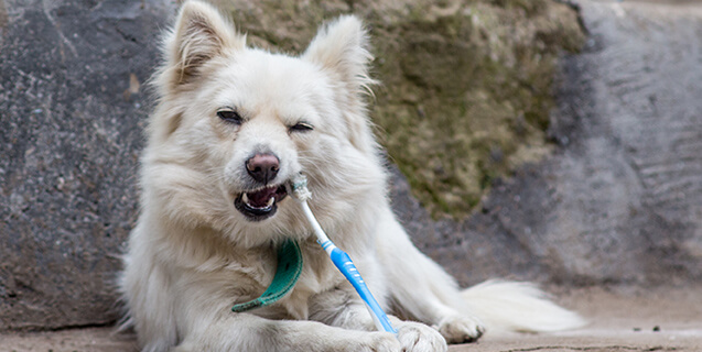 national-pet-dental-month-glen-oak-animal-hospital