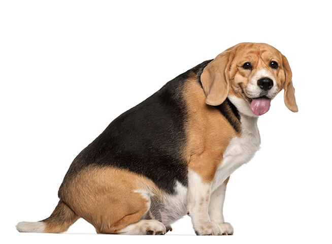 overweight-beagle