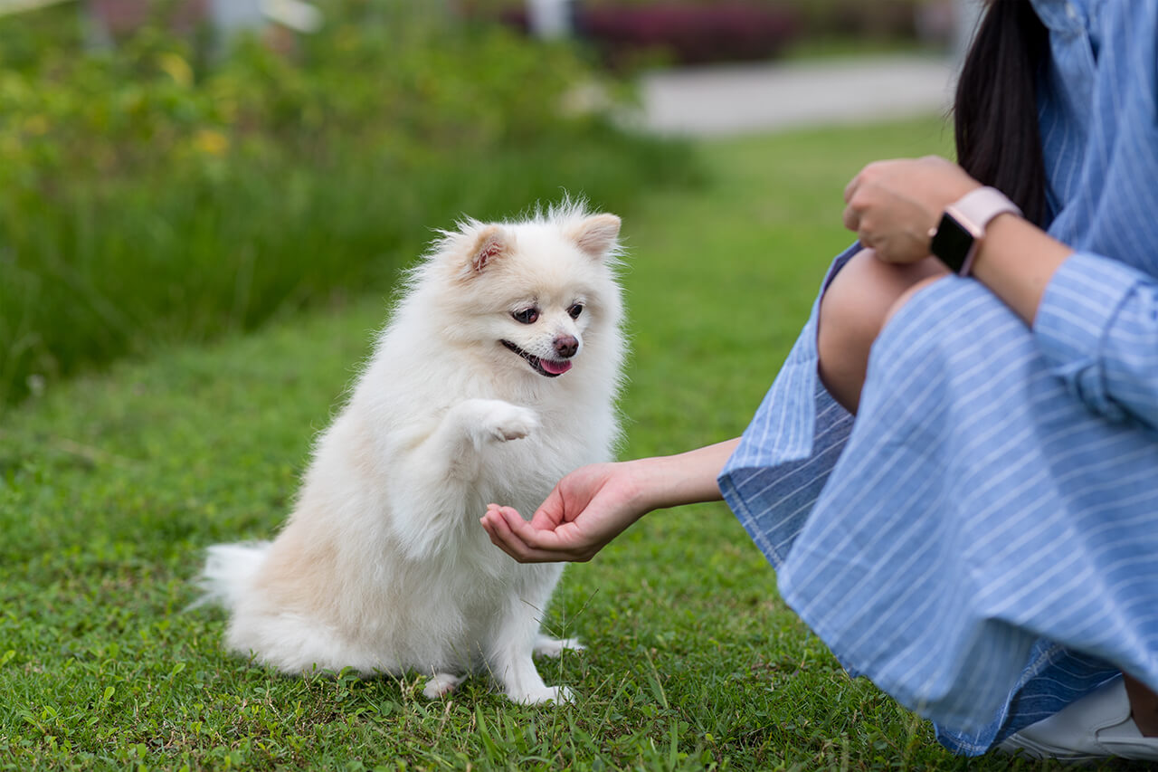 pet-owner-trains-her-dog