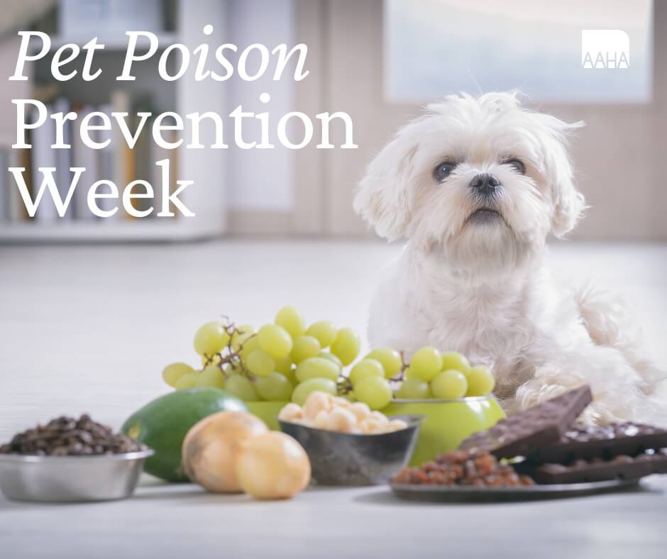 pet-prevention-month