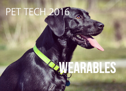 pet-wearable-tech-glen-oak-dog-and-cat