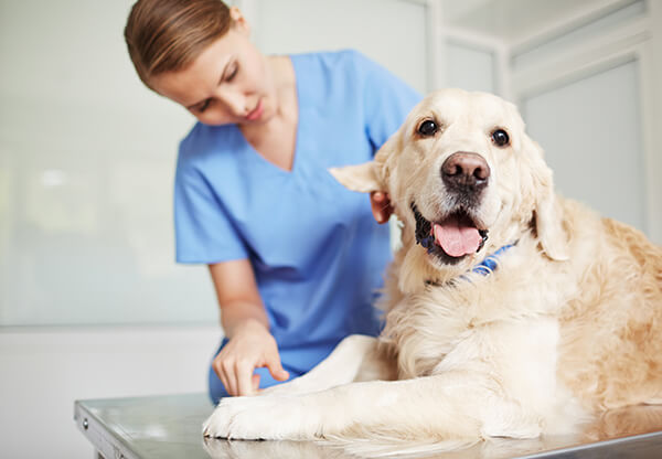 Why regular checkups are so important for pets