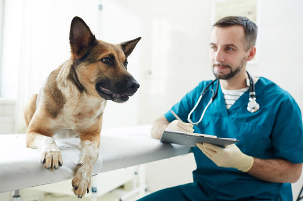 vaccination-dog-cat-vet