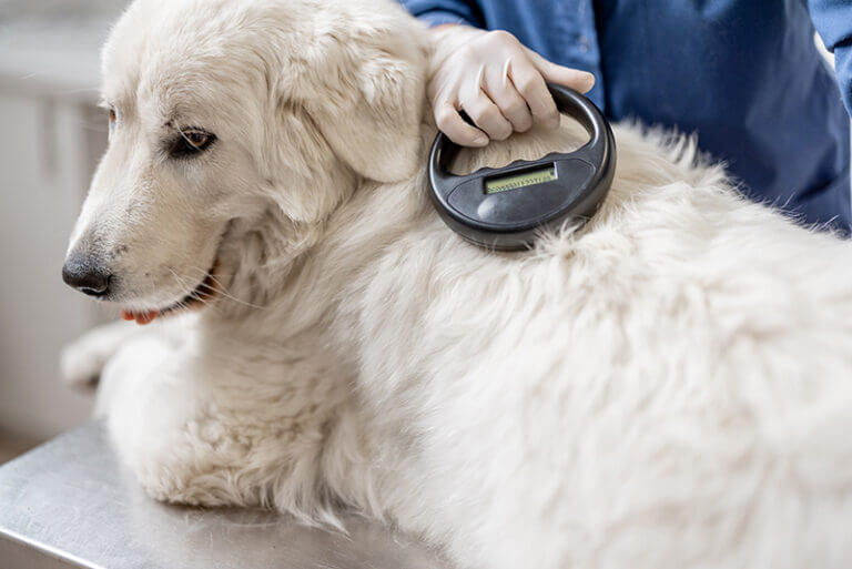 veterinarian-checking-microchip-implant-under-sheepdog