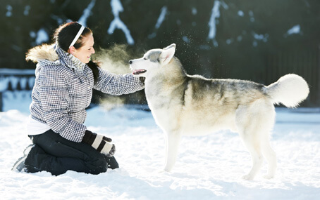 winter-tips-cold-protection-husky-dog