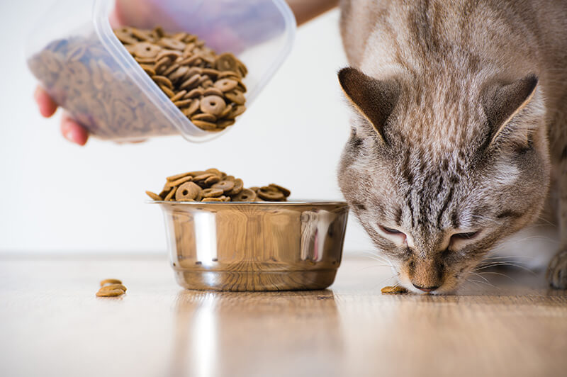 woman-feeding-cat