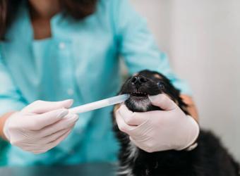 4 Ways Cat and Dog Gum Disease Can Affect Your Pet’s Long-Term Health