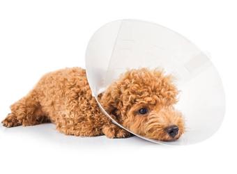 4 Dog Cone Alternatives That Actually Work