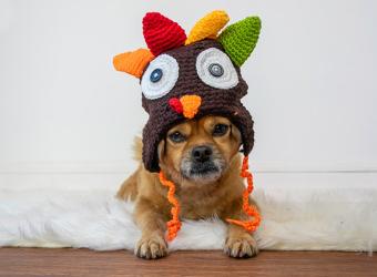 How to Make Thanksgiving Safer for Your Pets