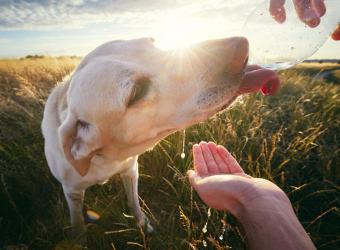 Dogs and Heat Stroke: 11 risk factors &amp; warning signs and how to prevent it