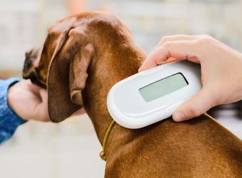 Should I Microchip My Pet?