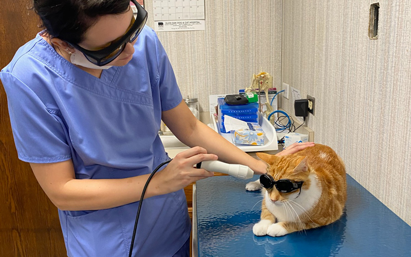 Laser Therapy for pets - Glen Oak Dog and Cat hospital