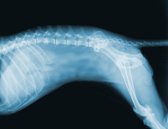 Chiropractic treatment for your pet - dog x-ray