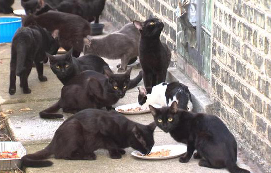 Glen Oak to help adoption effort of recent cat hoarding in Chicago