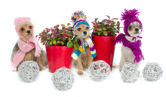 Top 3 dangers to your pets around the holidays - tinsel - ornaments - ribbon