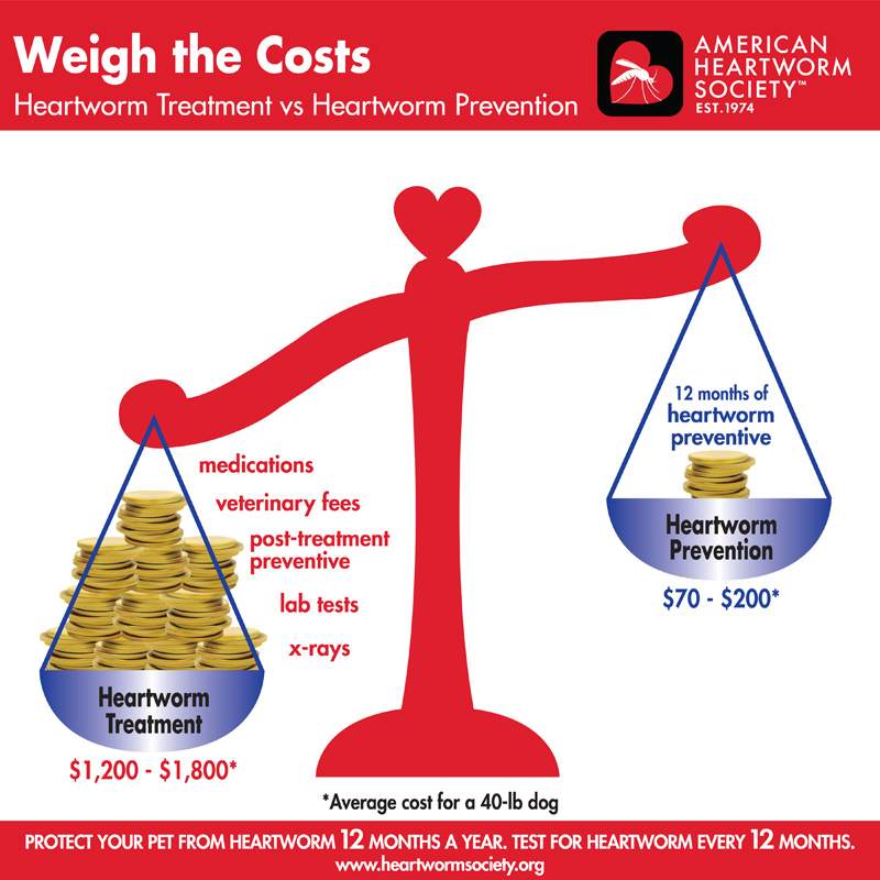 Weight the costs of heartworm treatments