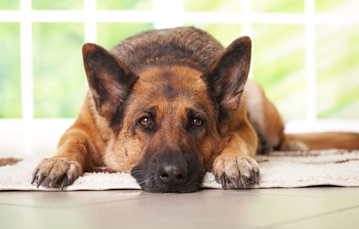 Senior Dogs and arthritis - Glen Oak Animal Hospital