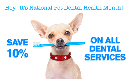 10% Off all dental services through the end of February. Glen Oak Animal Hospital