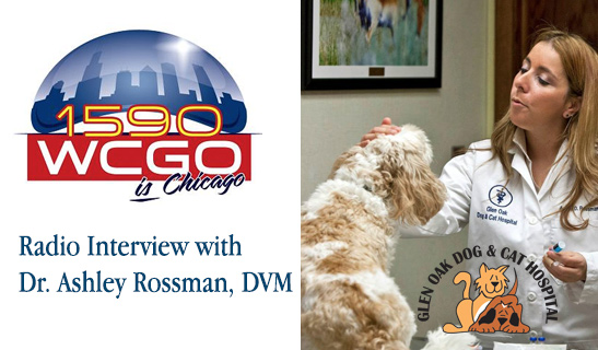 WCG - radio interview with Dr. Ashley Rossman, DVM
