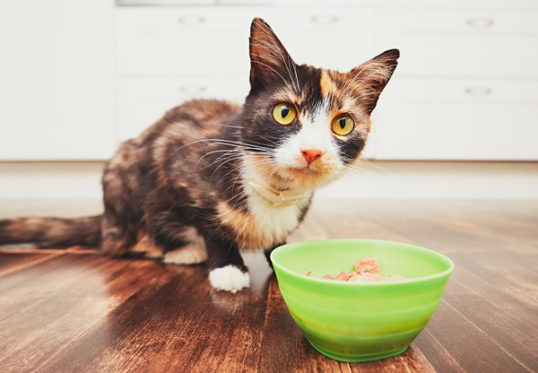 Glen Oak Dog and Cat hospital - Dr. Ashley Rossman article on appetite loss and cat health symptoms