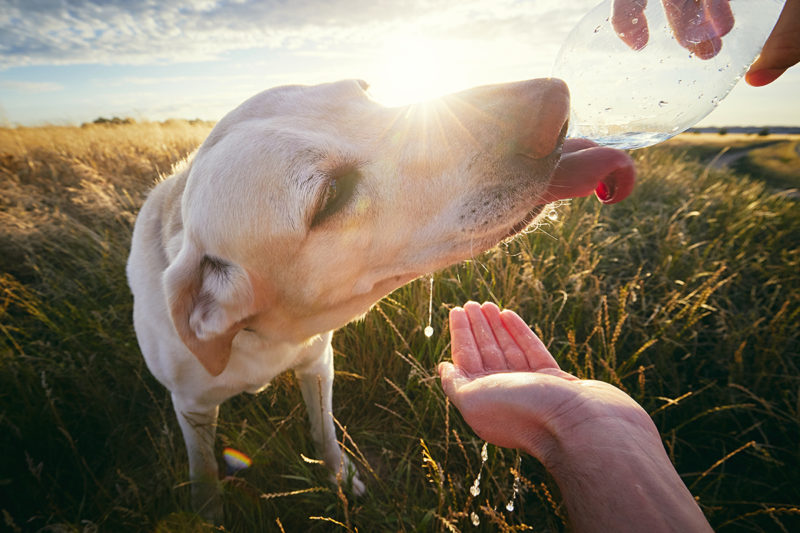 Dogs and Heat Stroke: 11 risk factors & warning signs and how to prevent it  - Glen Oak Dog & Cat Hospital