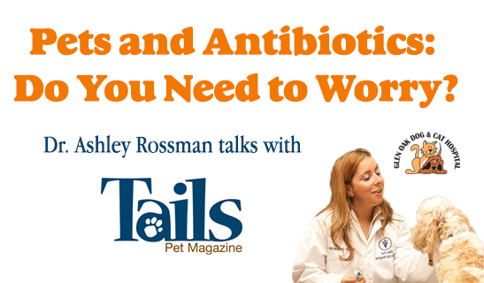 Pets and Antibiotics: Dr. Ashley Rossman talks about the pros and cons.