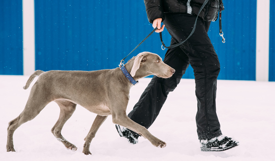 Protect your dog's paws from snow and de-icers