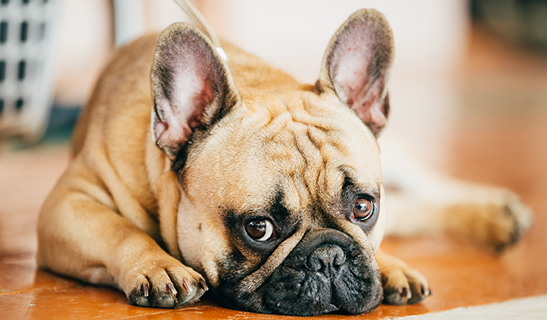 Glen Oak Dog and Cat Hospital - PetMD article on household allergens for pets