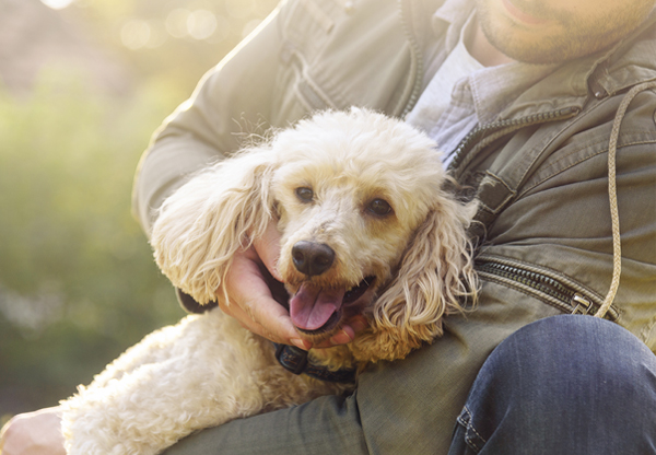 Tips for new pet owners