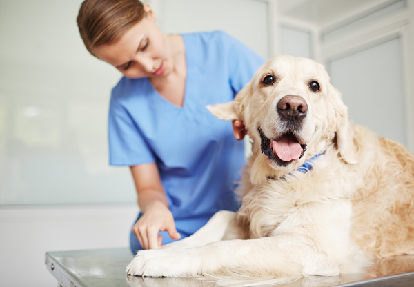 Glen Oak Dog and Cat Hospital - Dog Parasites article